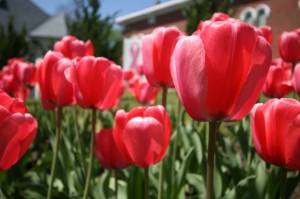 Pink Tulip Project, Bangor, Maine